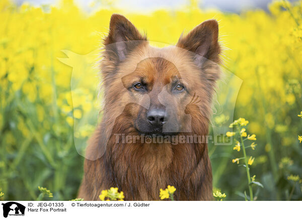 Harzer Fuchs Portrait / Harz Fox Portrait / JEG-01335