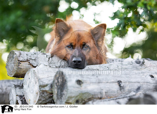liegender Harzer Fuchs / lying Harz Fox / JEG-01340