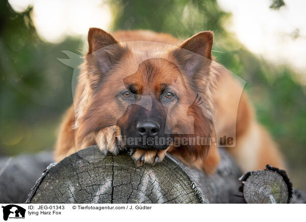 liegender Harzer Fuchs / lying Harz Fox / JEG-01343