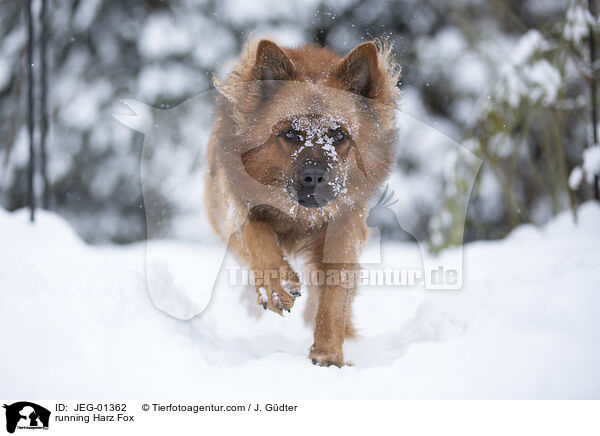 rennender Harzer Fuchs / running Harz Fox / JEG-01362