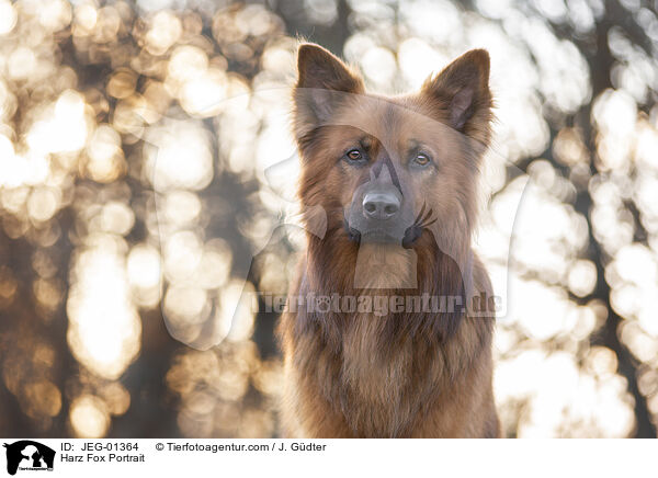 Harzer Fuchs Portrait / Harz Fox Portrait / JEG-01364