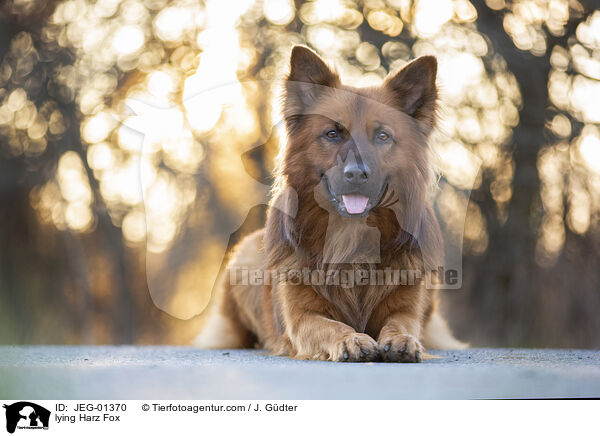 liegender Harzer Fuchs / lying Harz Fox / JEG-01370