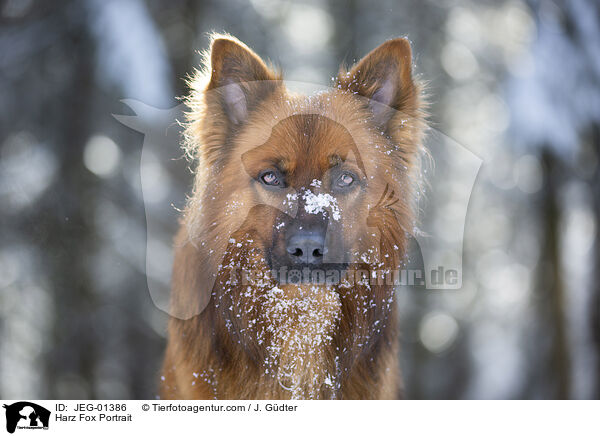 Harzer Fuchs Portrait / Harz Fox Portrait / JEG-01386