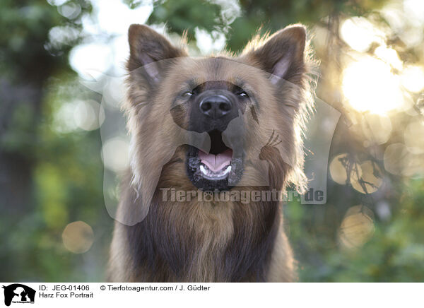 Harzer Fuchs Portrait / Harz Fox Portrait / JEG-01406