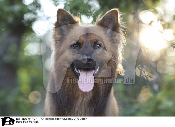 Harzer Fuchs Portrait / Harz Fox Portrait / JEG-01407