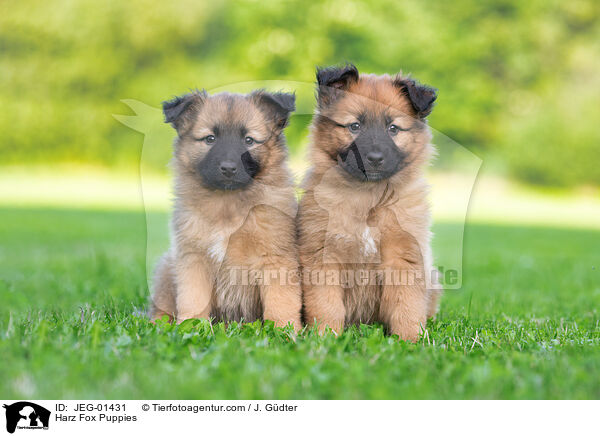 Harz Fox Puppies / JEG-01431