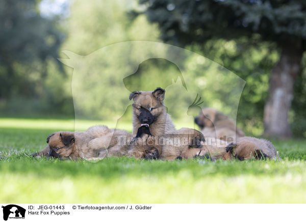 Harzer Fuchs Welpen / Harz Fox Puppies / JEG-01443