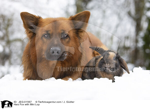 Harzer Fuchs mit Widderkaninchen / Harz Fox with Mini Lop / JEG-01567