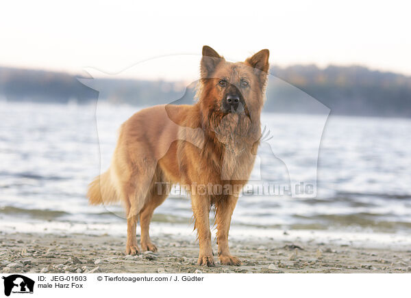 Harzer Fuchs Rde / male Harz Fox / JEG-01603