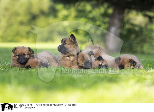 Harzer Fuchs Welpen / Harz Fox puppies / JEG-01675