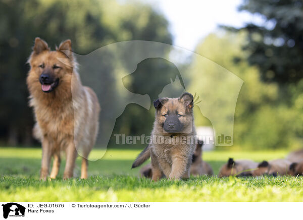 Harzer Fchse / Harz Foxes / JEG-01676