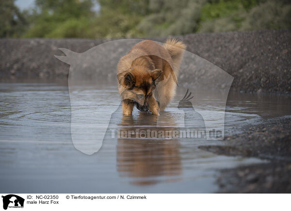 Harzer Fuchs Rde / male Harz Fox / NC-02350