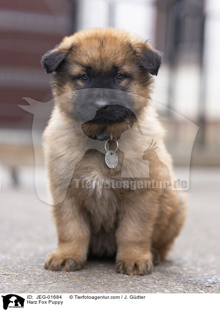 Harzer Fuchs Welpe / Harz Fox Puppy / JEG-01684