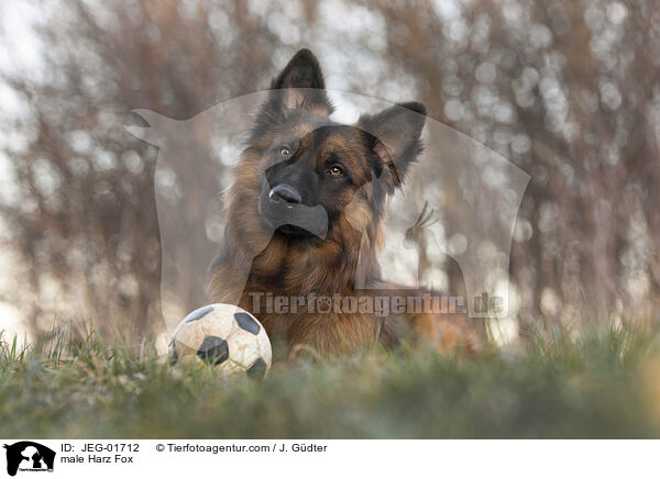 Harzer Fuchs Rde / male Harz Fox / JEG-01712