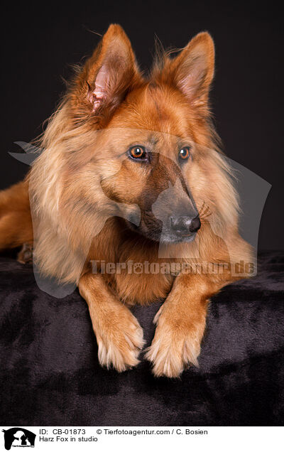 Harzer Fuchs im Studio / Harz Fox in studio / CB-01873