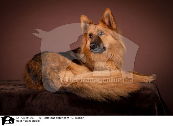 Harzer Fuchs im Studio / Harz Fox in studio / CB-01897