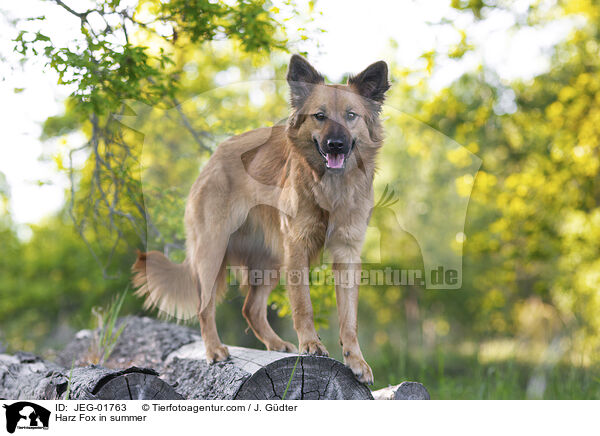 Harzer Fuchs im Sommer / Harz Fox in summer / JEG-01763
