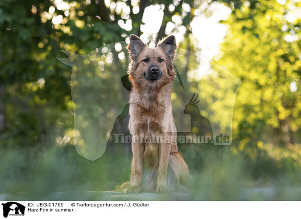 Harzer Fuchs im Sommer / Harz Fox in summer / JEG-01769