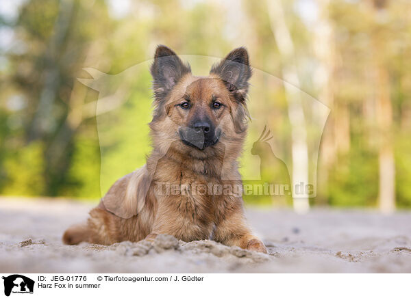 Harzer Fuchs im Sommer / Harz Fox in summer / JEG-01776