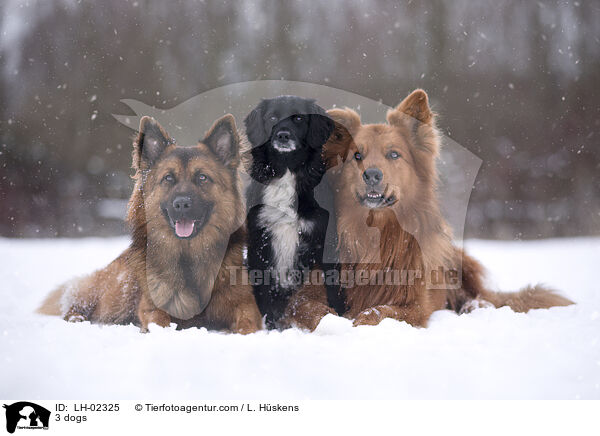 3 Hunde / 3 dogs / LH-02325