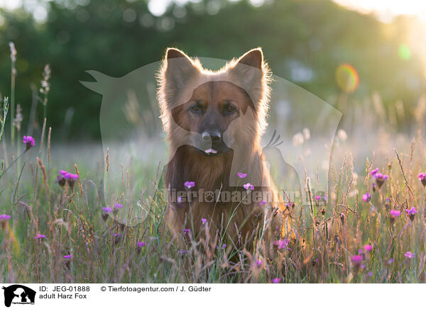 ausgewachsener Harzer Fuchs / adult Harz Fox / JEG-01888