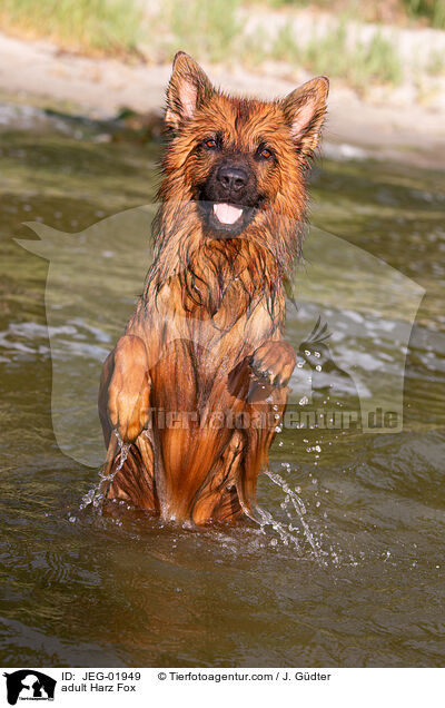ausgewachsener Harzer Fuchs / adult Harz Fox / JEG-01949