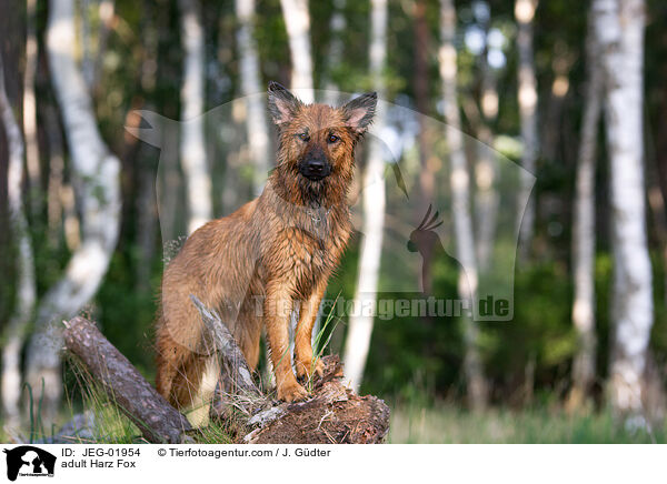 ausgewachsener Harzer Fuchs / adult Harz Fox / JEG-01954