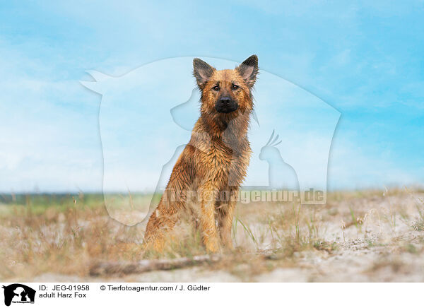 ausgewachsener Harzer Fuchs / adult Harz Fox / JEG-01958