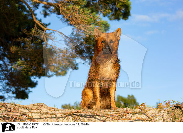 ausgewachsener Harzer Fuchs / adult Harz Fox / JEG-01977