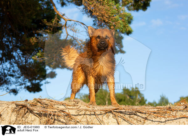 ausgewachsener Harzer Fuchs / adult Harz Fox / JEG-01980
