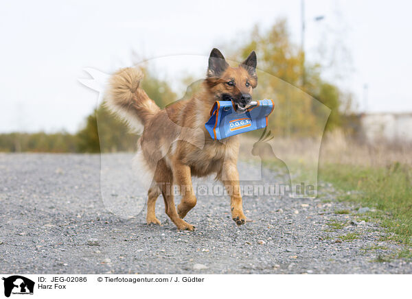 Harzer Fuchs / Harz Fox / JEG-02086