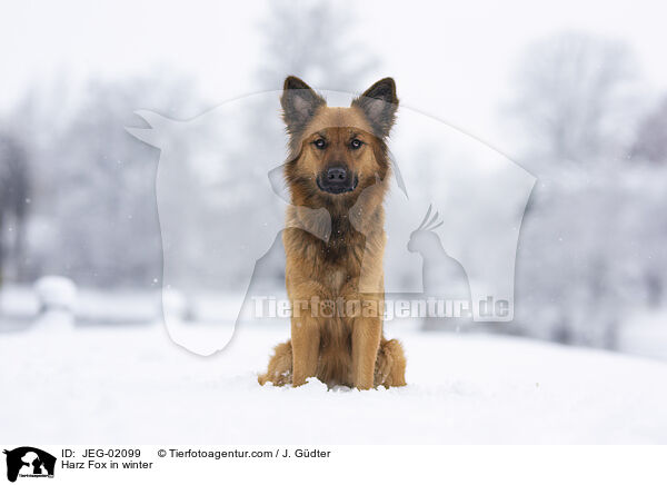 Harzer Fuchs im Winter / Harz Fox in winter / JEG-02099