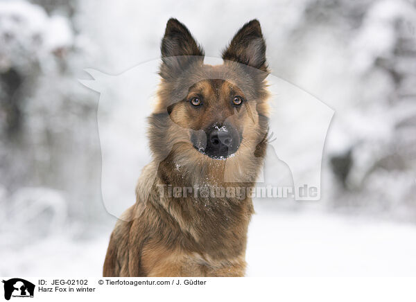 Harzer Fuchs im Winter / Harz Fox in winter / JEG-02102