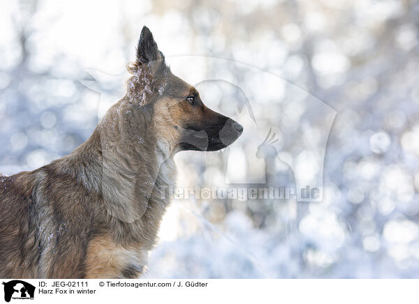 Harzer Fuchs im Winter / Harz Fox in winter / JEG-02111