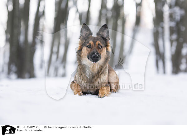 Harzer Fuchs im Winter / Harz Fox in winter / JEG-02123
