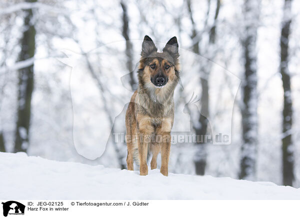Harzer Fuchs im Winter / Harz Fox in winter / JEG-02125