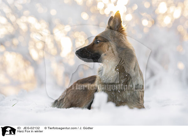 Harzer Fuchs im Winter / Harz Fox in winter / JEG-02132