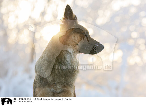 Harzer Fuchs im Winter / Harz Fox in winter / JEG-02134