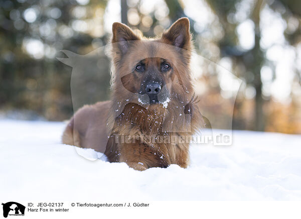 Harzer Fuchs im Winter / Harz Fox in winter / JEG-02137