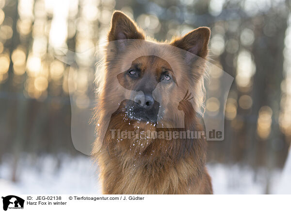 Harz Fox in winter / JEG-02138