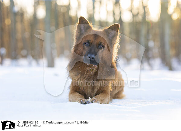 Harz Fox in winter / JEG-02139