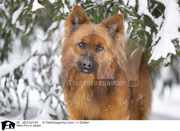 Harz Fox in winter / JEG-02145
