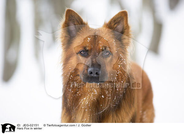 Harzer Fuchs im Winter / Harz Fox in winter / JEG-02151