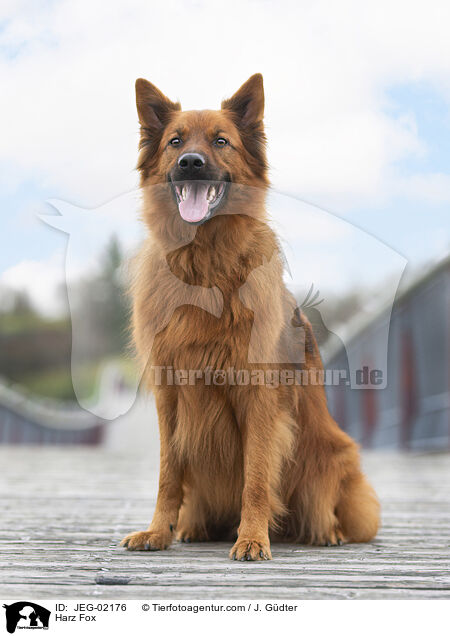 Harz Fox / JEG-02176