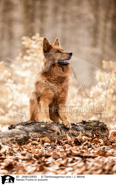 Harzer Fuchs im Herbst / Harzer Fuchs in autumn / JAM-03850