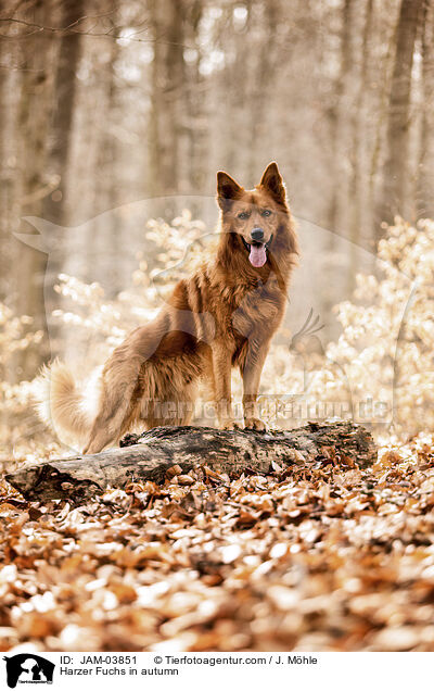 Harzer Fuchs im Herbst / Harzer Fuchs in autumn / JAM-03851