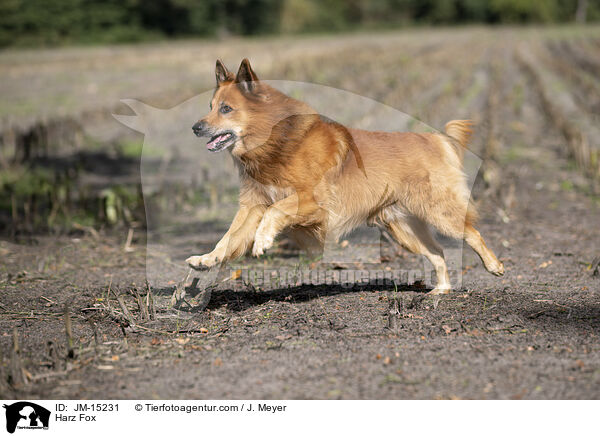 Harz Fox / JM-15231