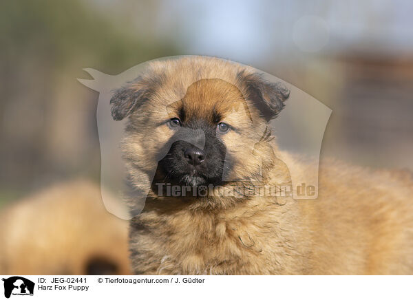 Harzer Fuchs Welpe / Harz Fox Puppy / JEG-02441