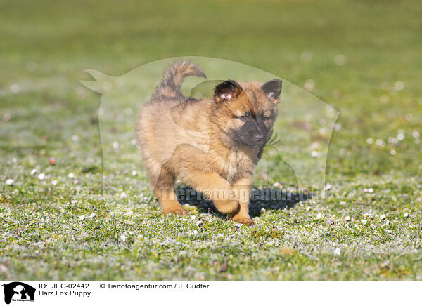 Harzer Fuchs Welpe / Harz Fox Puppy / JEG-02442
