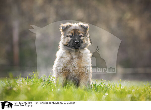 Harz Fox Puppy / JEG-02459